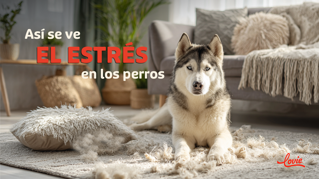 Cómo reducir el estrés de tu perro con juegos y snacks funcionales