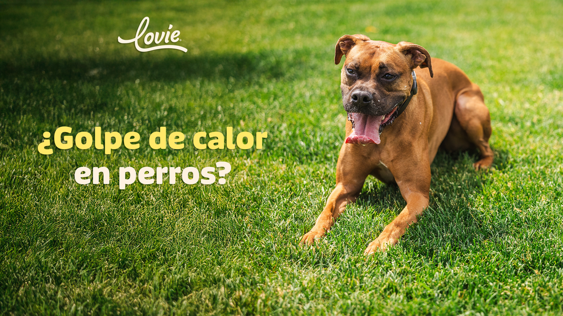 ¿Tu perro puede sufrir un golpe de calor? Señales y cómo prevenirlo
