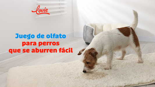 Cómo evitar que tu perro se aburra cuando hace demasiado calor