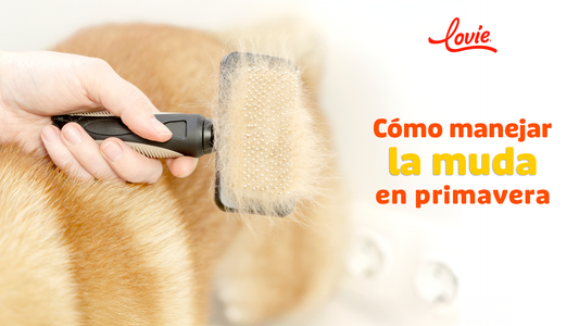 ¿Tu perro está mudando pelo? Cómo manejar la muda en primavera