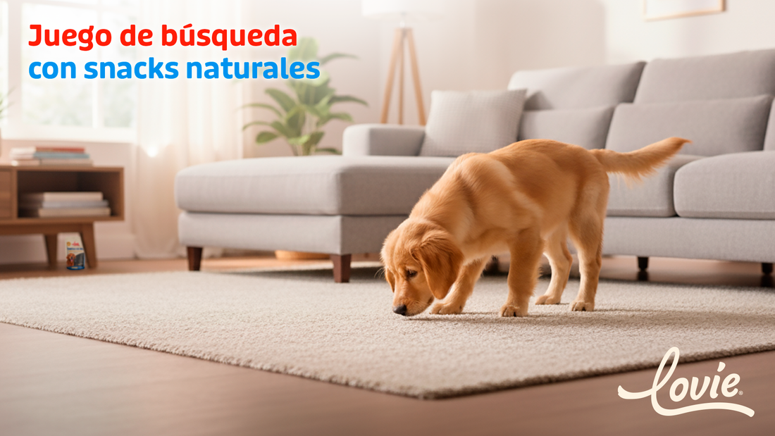 Juegos mentales para perros: Estimulación sin salir de casa