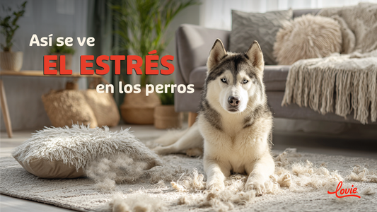 Cómo reducir el estrés de tu perro con juegos y snacks funcionales