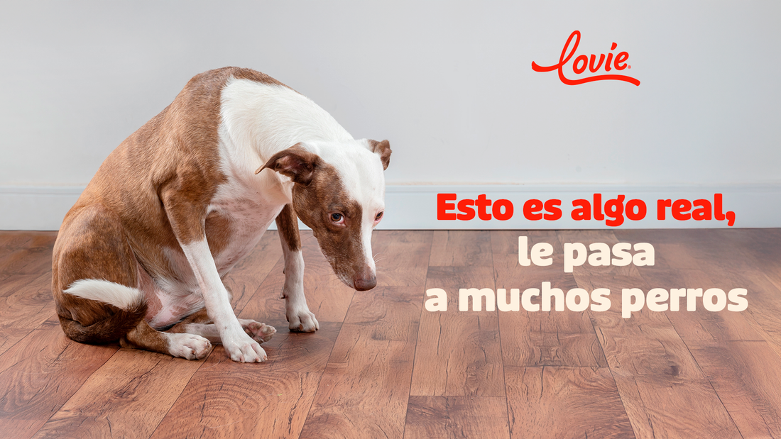 Cómo saber si tu perro es ansioso y qué hacer para ayudarlo