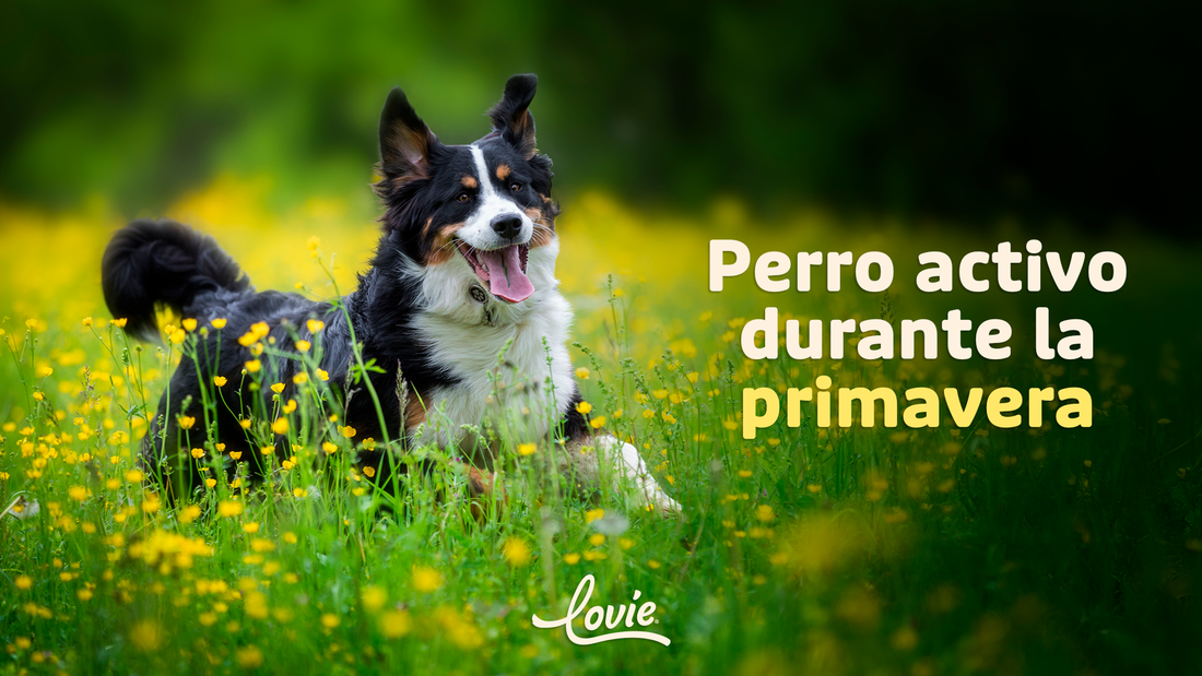 Cómo afecta la primavera al comportamiento de tu perro
