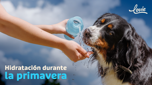 Perros calor: Señales de que tu perro necesita más hidratación en primavera